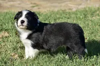 Kate, a female Border Collie for sale in Bokoshe, OK – Photo 7 of 8