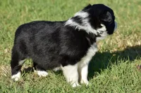 Kate, a female Border Collie for sale in Bokoshe, OK – Photo 8 of 8