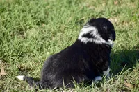 Kate, a female Border Collie for sale in Bokoshe, OK – Photo 4 of 8