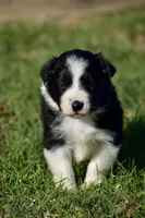 Kate, a female Border Collie for sale in Bokoshe, OK – Photo 2 of 8