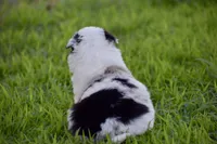 Jewel, a female Border Collie for sale in Bokoshe, OK – Photo 4 of 10