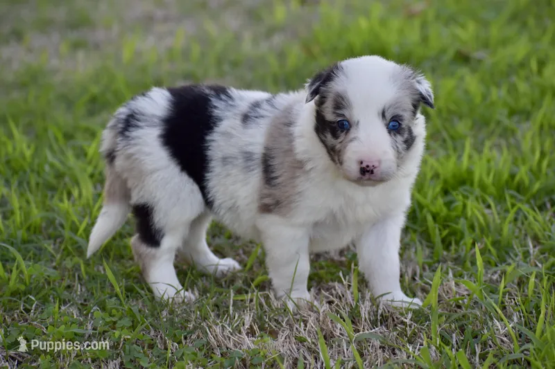 Jewel – Border Collie puppy for sale in Bokoshe, OK