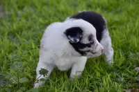 Jewel, a female Border Collie for sale in Bokoshe, OK – Photo 8 of 10