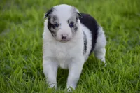 Jewel, a female Border Collie for sale in Bokoshe, OK – Photo 3 of 10