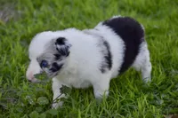 Jewel, a female Border Collie for sale in Bokoshe, OK – Photo 7 of 10