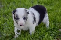 Jewel, a female Border Collie for sale in Bokoshe, OK – Photo 2 of 10