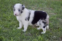 Jewel, a female Border Collie for sale in Bokoshe, OK – Photo 10 of 10