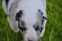 Jewel, a female Border Collie for sale in Bokoshe, OK – Photo 6 of 10