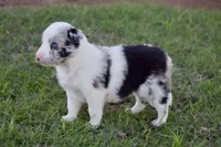 Jewel, a female Border Collie for sale in Bokoshe, OK – Photo 9 of 10
