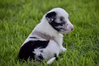 Jewel, a female Border Collie for sale in Bokoshe, OK – Photo 5 of 10
