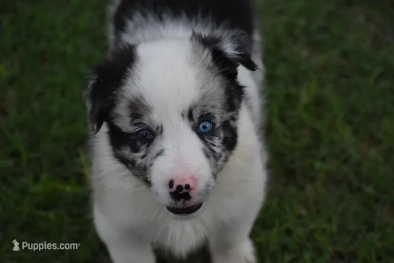 Jewel – Border Collie puppy for sale in Bokoshe, OK