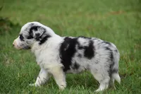 Chet, a male Border Collie for sale in Bokoshe, OK – 4 of 9