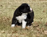 Newt, a male Border Collie for sale in Bokoshe, OK – Photo 6 of 8
