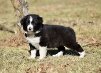 Newt, a male Border Collie for sale in Bokoshe, OK – Photo 1 of 8