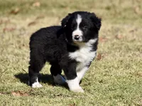 Newt, a male Border Collie for sale in Bokoshe, OK – Photo 2 of 8