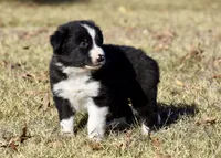 Newt, a male Border Collie for sale in Bokoshe, OK – Photo 7 of 8
