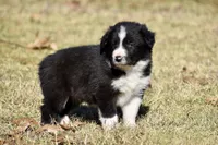 Newt, a male Border Collie for sale in Bokoshe, OK – Photo 8 of 8