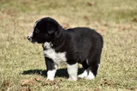 Newt, a male Border Collie for sale in Bokoshe, OK – Photo 3 of 8