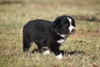 Newt, a male Border Collie for sale in Bokoshe, OK – Photo 4 of 8