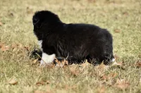 Newt, a male Border Collie for sale in Bokoshe, OK – Photo 5 of 8