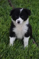 Lilly, a female Border Collie for sale in Bokoshe, OK – 2 of 7