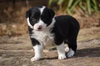 Lilly, a female Border Collie for sale in Bokoshe, OK – 8 of 8