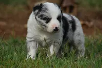 Chet, a male Border Collie for sale in Bokoshe, OK – 9 of 9