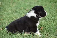 Lucy, a female Border Collie for sale in Bokoshe, OK – 4 of 7