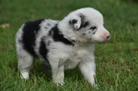 Bo, a male Border Collie for sale in Bokoshe, OK – 5 of 8