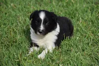 Sadie, a female Border Collie for sale in Bokoshe, OK – 4 of 6
