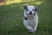 Bo, a male Border Collie for sale in Bokoshe, OK – 3 of 5