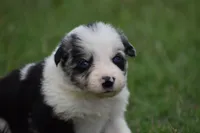 Roo, a male Border Collie for sale in Bokoshe, OK – 6 of 9