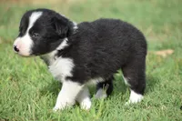 Lucy, a female Border Collie for sale in Bokoshe, OK – 5 of 7
