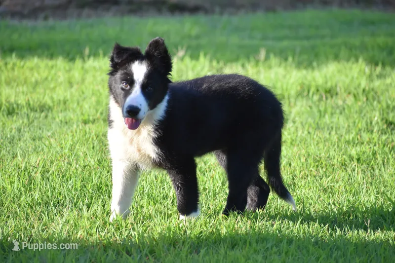 Penny – Border Collie puppy for sale in Bokoshe, OK