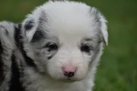 Bo, a male Border Collie for sale in Bokoshe, OK – 2 of 8