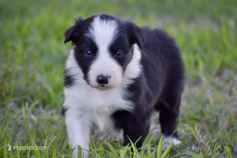 Penny – Border Collie puppy for sale in Bokoshe, OK