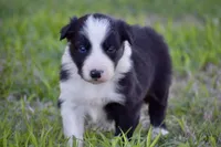 Penny, a female Border Collie for sale in Bokoshe, OK – Photo 1 of 10