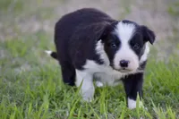 Penny, a female Border Collie for sale in Bokoshe, OK – Photo 10 of 10