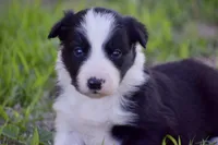 Penny, a female Border Collie for sale in Bokoshe, OK – Photo 8 of 10