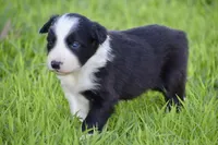 Penny, a female Border Collie for sale in Bokoshe, OK – Photo 5 of 10