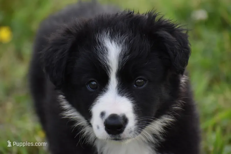 Kate – Border Collie puppy for sale in Bokoshe, OK