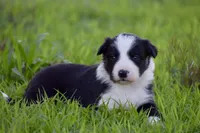 Penny, a female Border Collie for sale in Bokoshe, OK – Photo 2 of 10