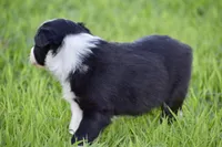Penny, a female Border Collie for sale in Bokoshe, OK – Photo 6 of 10