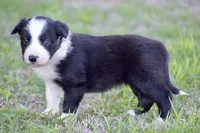 Penny, a female Border Collie for sale in Bokoshe, OK – Photo 7 of 10