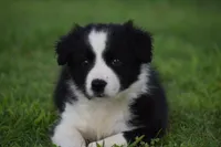 Penny, a female Border Collie for sale in Bokoshe, OK – 4 of 7