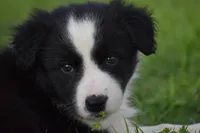 Penny, a female Border Collie for sale in Bokoshe, OK – 2 of 7