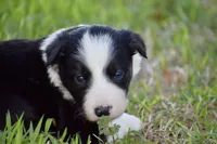 Penny, a female Border Collie for sale in Bokoshe, OK – Photo 4 of 10