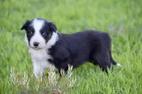 Penny, a female Border Collie for sale in Bokoshe, OK – Photo 3 of 10