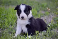 Penny, a female Border Collie for sale in Bokoshe, OK – Photo 9 of 10
