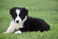 Penny, a female Border Collie for sale in Bokoshe, OK – 3 of 7